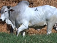 Lote 38