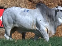 Lote 39