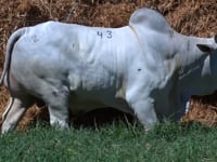 Lote 43