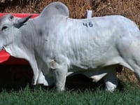 Lote 46