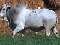 Lote 47