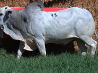 Lote 48