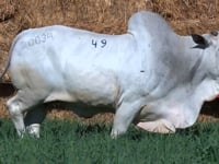 Lote 49