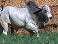 Lote 50