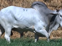 Lote 51
