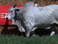 Lote 52