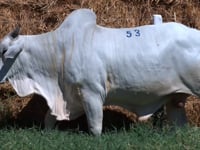 Lote 53