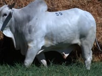 Lote 55