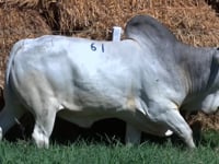 Lote 61