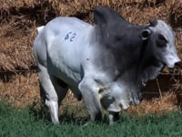 Lote 62