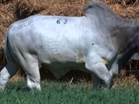 Lote 63