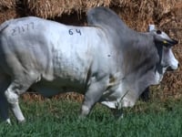 Lote 64