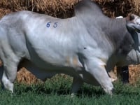 Lote 65