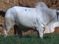 Lote 67