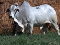Lote 68