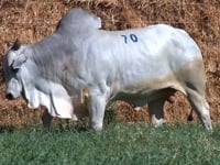 Lote 70