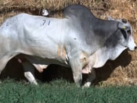 Lote 71