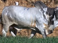 Lote 72