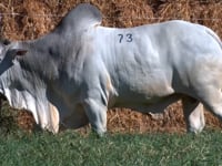 Lote 73