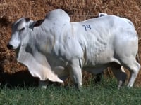 Lote 74