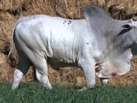 Lote 75