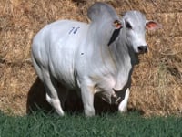 Lote 76