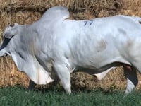 Lote 77