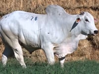 Lote 78