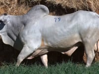 Lote 79