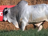 Lote 81