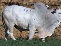 Lote 82