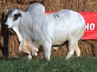 Lote 84