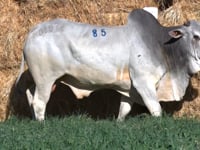 Lote 85