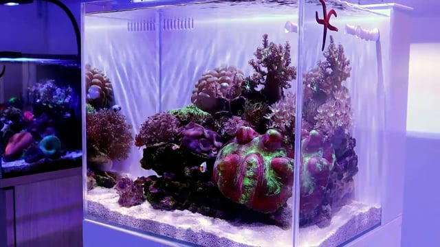 Ghost 15 Gallon White Aquarium