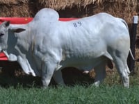 Lote 89