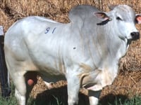 Lote 91