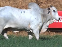 Lote 93