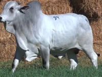 Lote 94