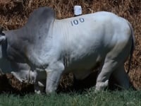 Lote 100