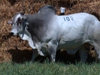 Lote 102