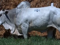 Lote 101