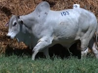 Lote 103