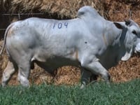 Lote 104