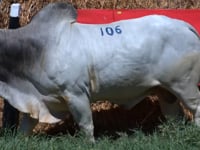 Lote 106