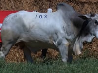 Lote 108