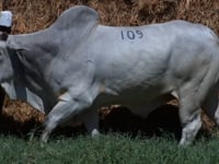 Lote 109