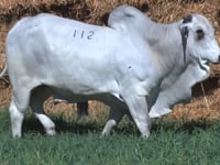 Lote 112