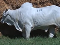 Lote 115