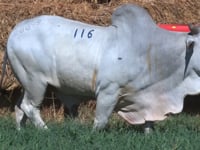 Lote 116