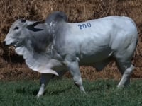 Lote 200